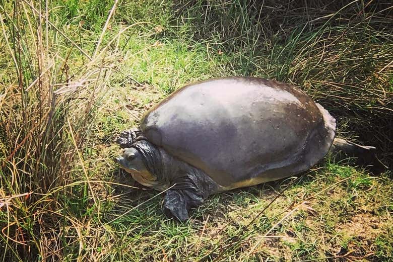 Fauna en el Parque Nacional de Wilpattu