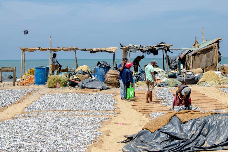 Puestos de pescado de Negombo