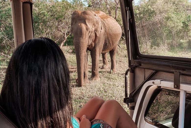 Disfrutando del safari