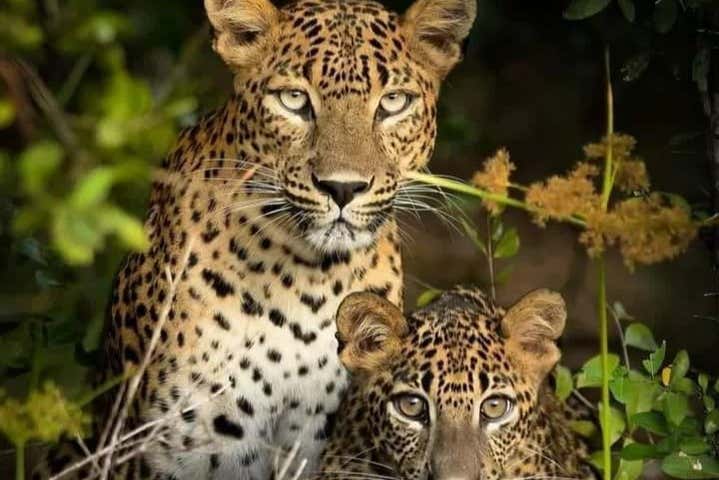 Contemplando a un leopardo con su cría
