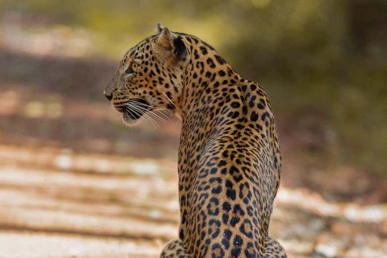 Un leopardo