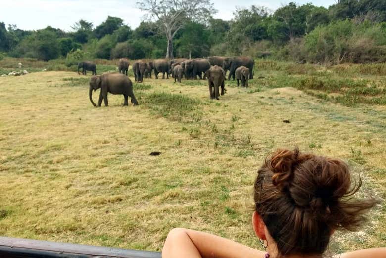 Parque Nacional de Wilpattu
