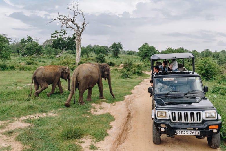 Visitando os elefantes de Udawalawe