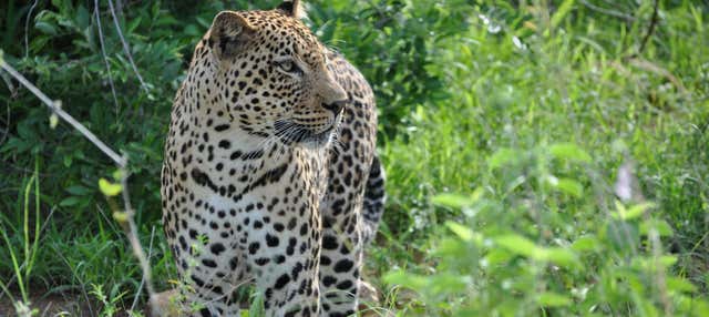 Private Wilpattu National Park Safari