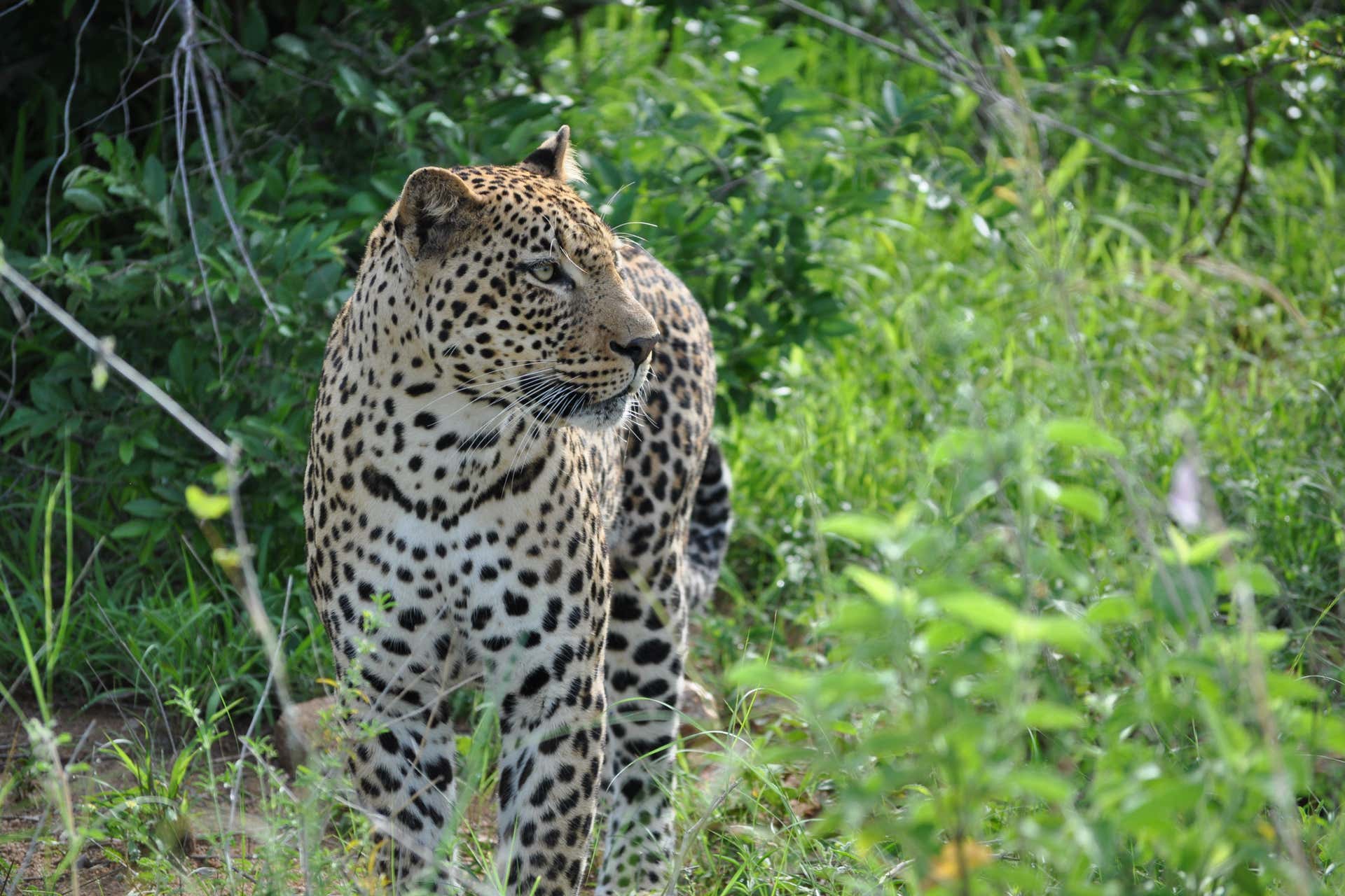 wilpattu nationalpark safari