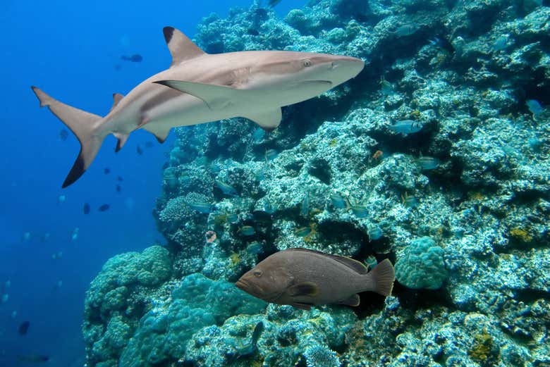 Tiburón de arrecife de punta negra