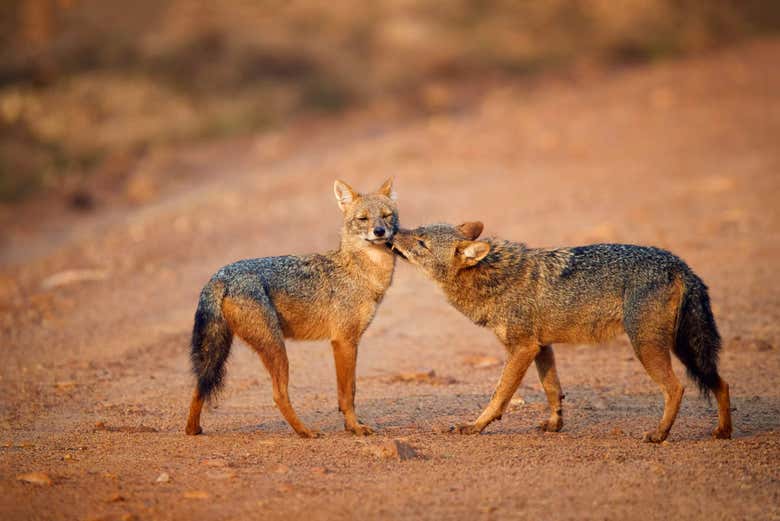 Pareja de chacales