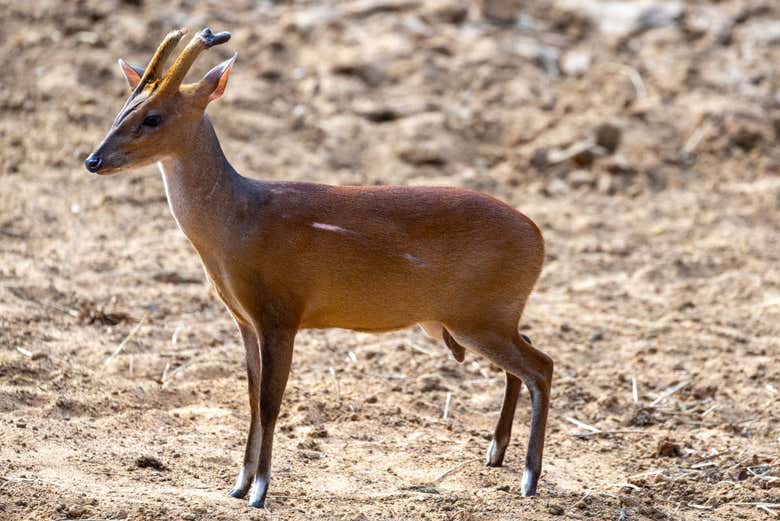 Muntjac