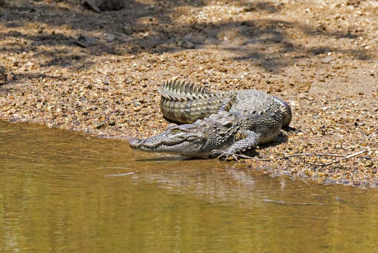 Cocodrilo en el Parque Nacional Wilpattu