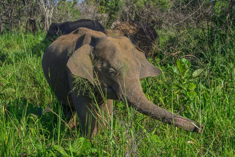 Elefante entre la vegetación