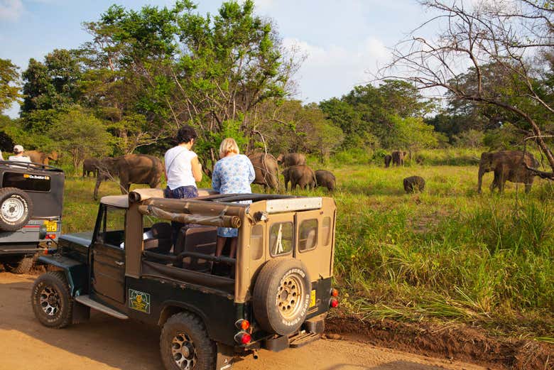 Spotting elephants in Hurulu Eco Park