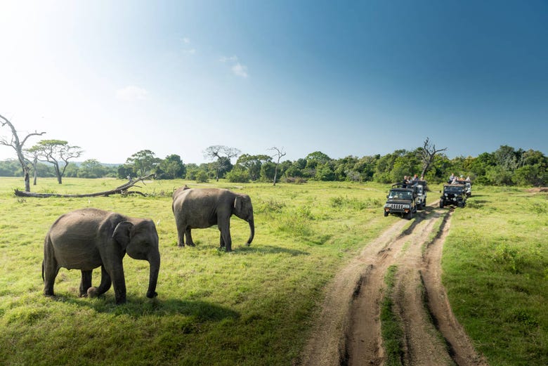Watching elephants on safari