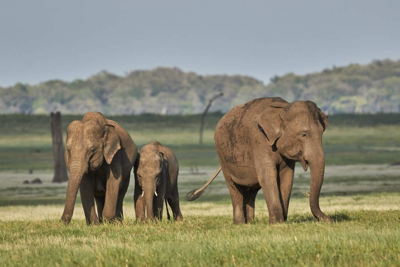 A family of elephants in Kaudulla National Park