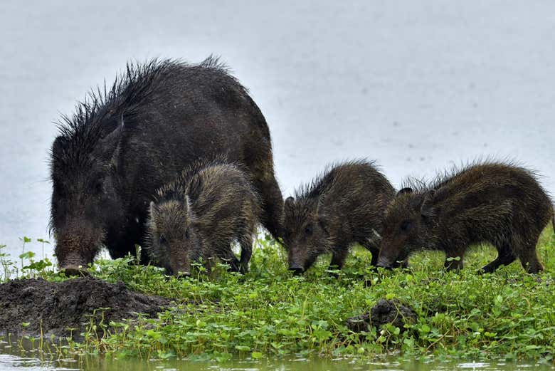 Javali com seus filhotes