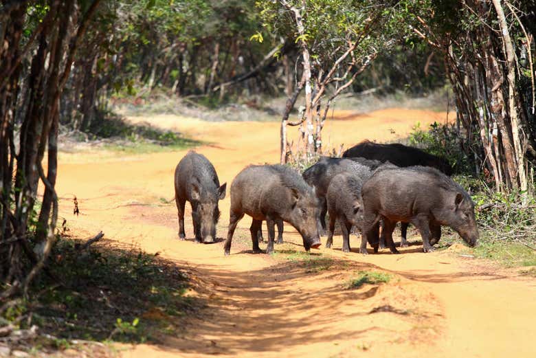 Jabalís en  el Parque Nacional Wilpattu