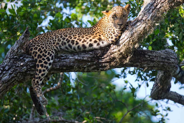 Leopardo descansando en una rama
