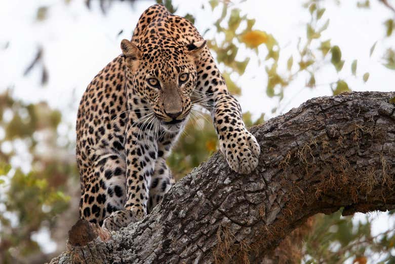 Leopardo
