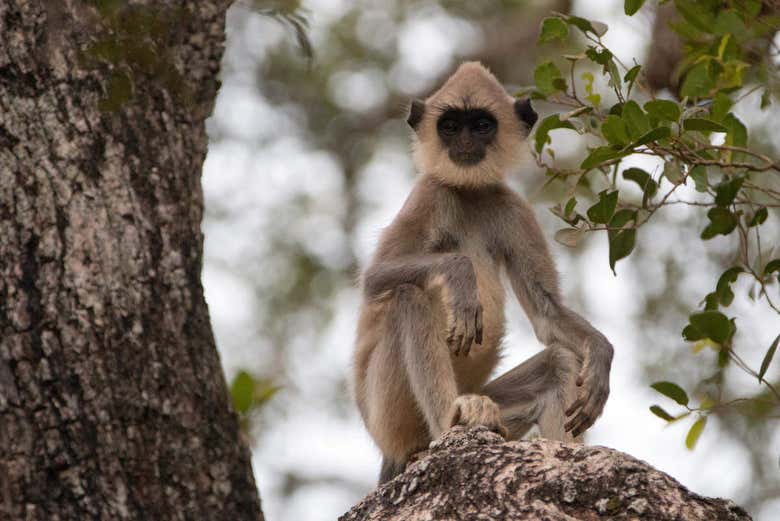 Mono langur