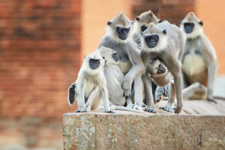 Monos en Anuradhapura