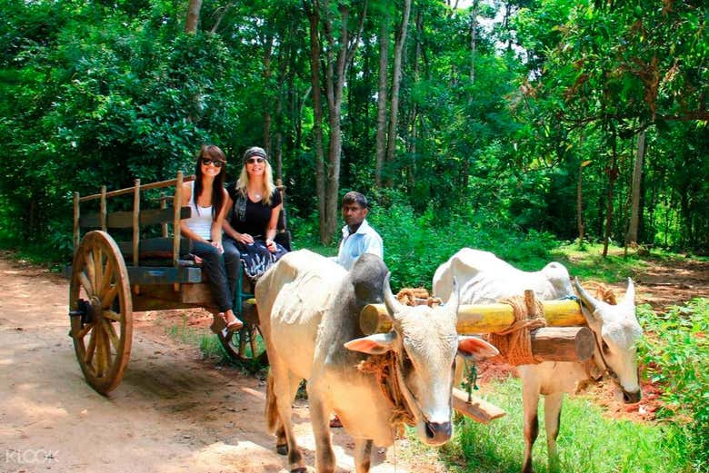 Paseando en un carro tirado por bueyes