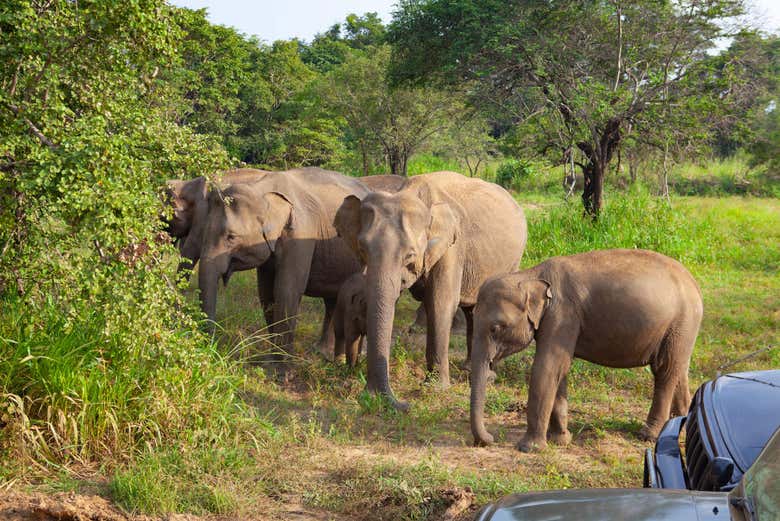Safari por el Parque Ecológico de Hurulu