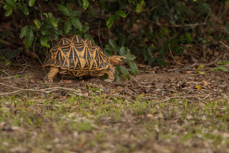 Tortuga estrellada