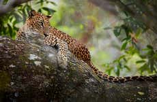 Safari privado por el Parque Nacional Wilpattu