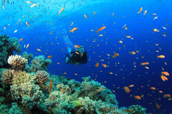 Scuba Diving for Beginners