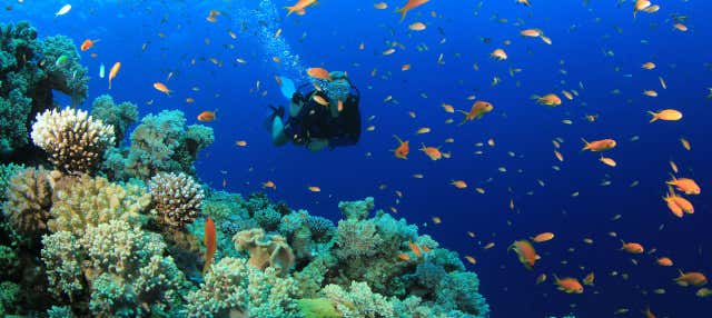 Bautismo de buceo en Trincomalee