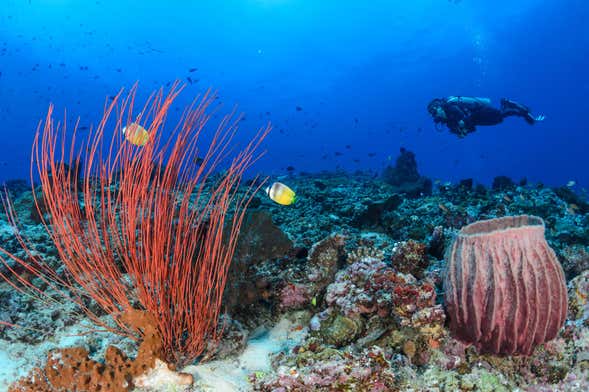 Diving in Trincomalee