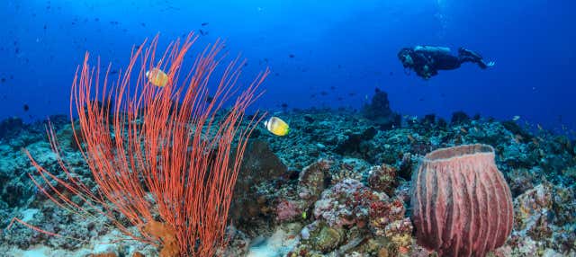 Buceo en Trincomalee