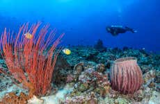 Immersione a Trincomalee