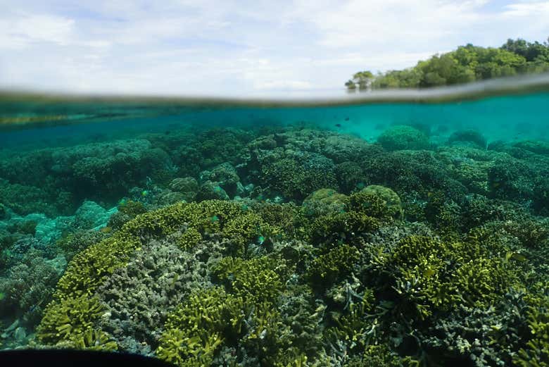 Discovering the amazing marine life
