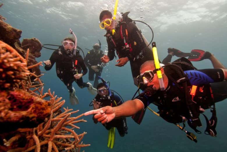 Imparando a riconoscere la fauna marina