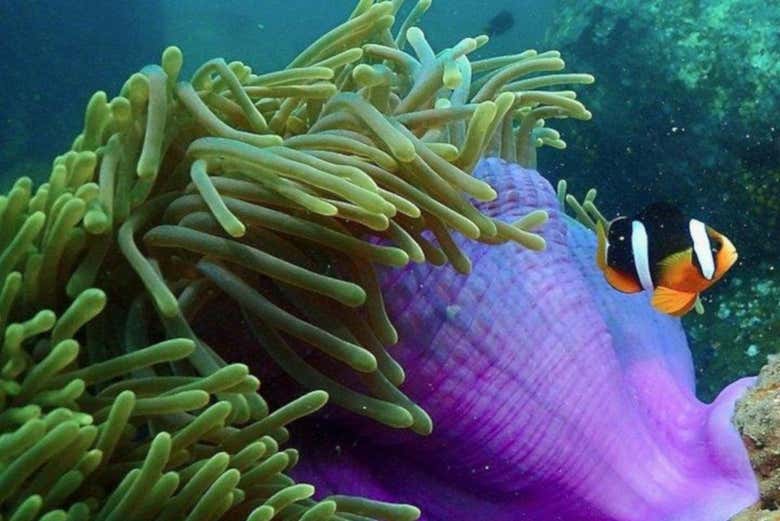 La fauna locale di Trincomalee