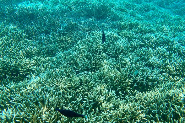 Snorkelling in Pigeon Island