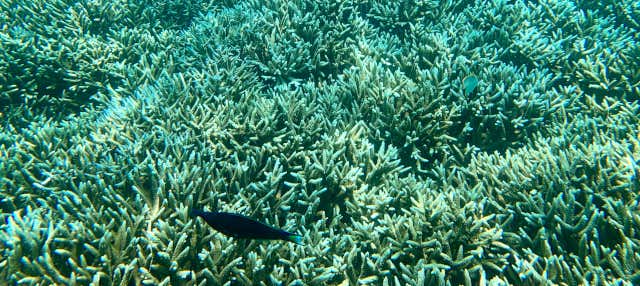 Snorkel en la isla Pigeon