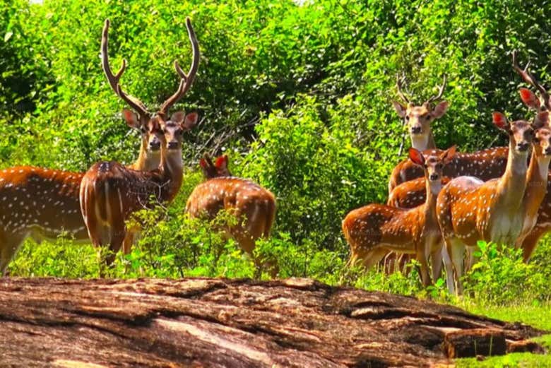 Les animaux du parc national d'Udawalawe