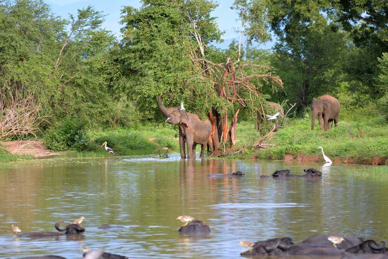 Eléphants buvant dans un étang