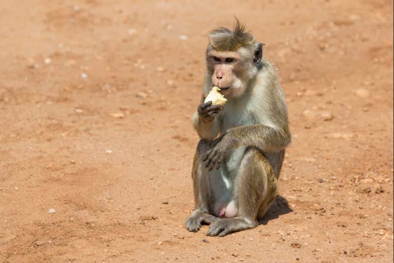 Un singe sur la route du parc malaisien