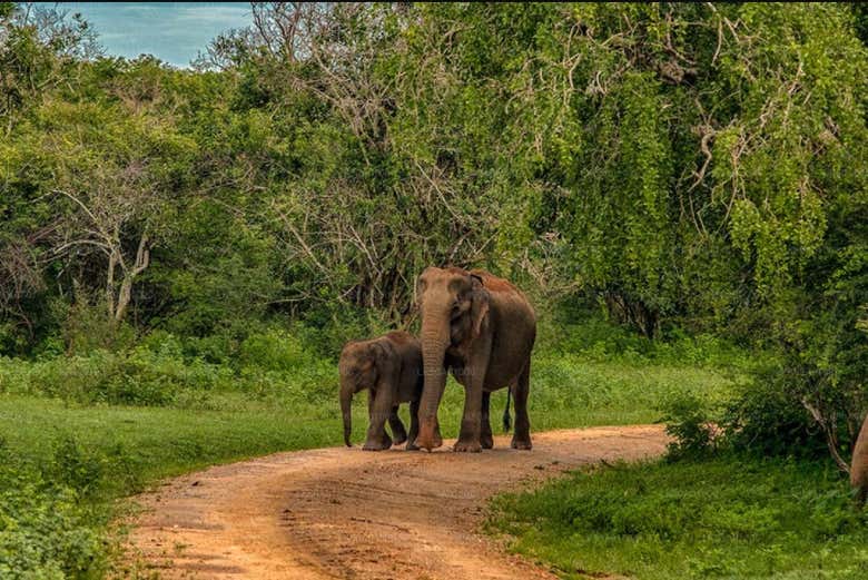 Profitez d'un jour de safari
