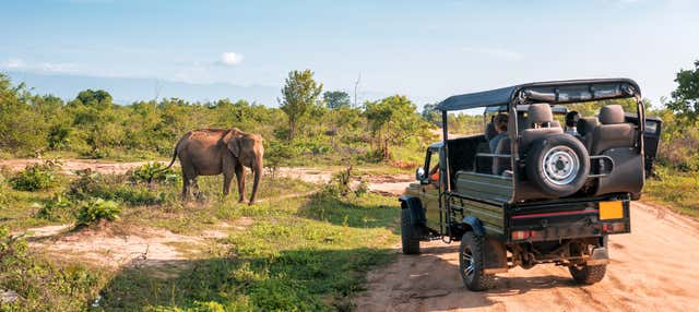 Safari privado por el Parque Nacional de Udawalawe