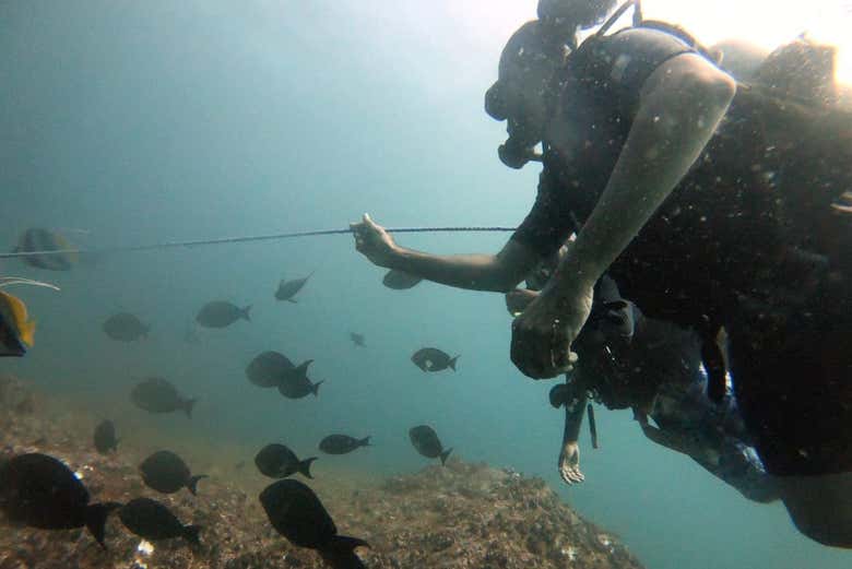 Immersione a Unawatuna