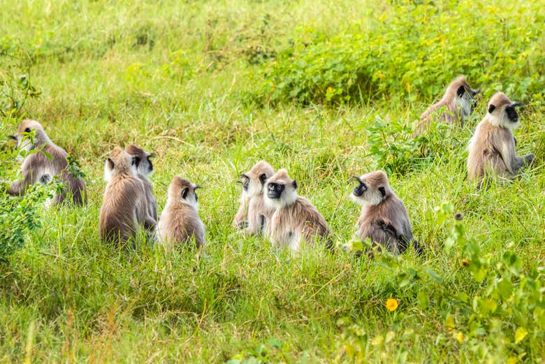 A group of gray monkeys