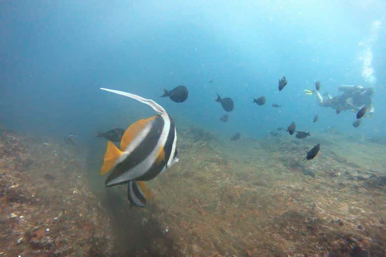 Pesci colorati a Unawatuna