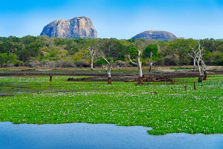 Landscapes of Yala National Park