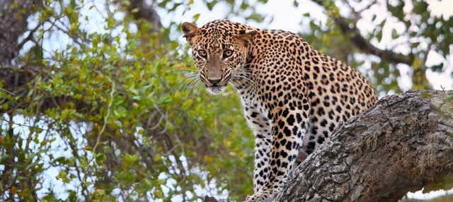 Safari privado por el Parque Nacional Yala