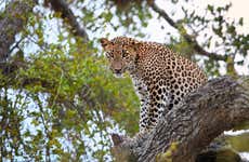 Safári privado pelo Parque Nacional Yala