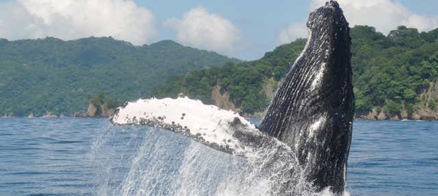 Avistamiento de ballenas en Ciudad del Cabo