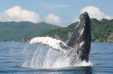 Avistamiento de ballenas en Ciudad del Cabo